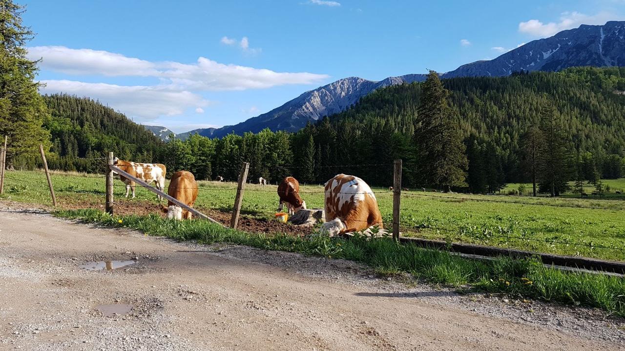 Ferienwohnungen Mamauwiese Gutenstein Exteriör bild