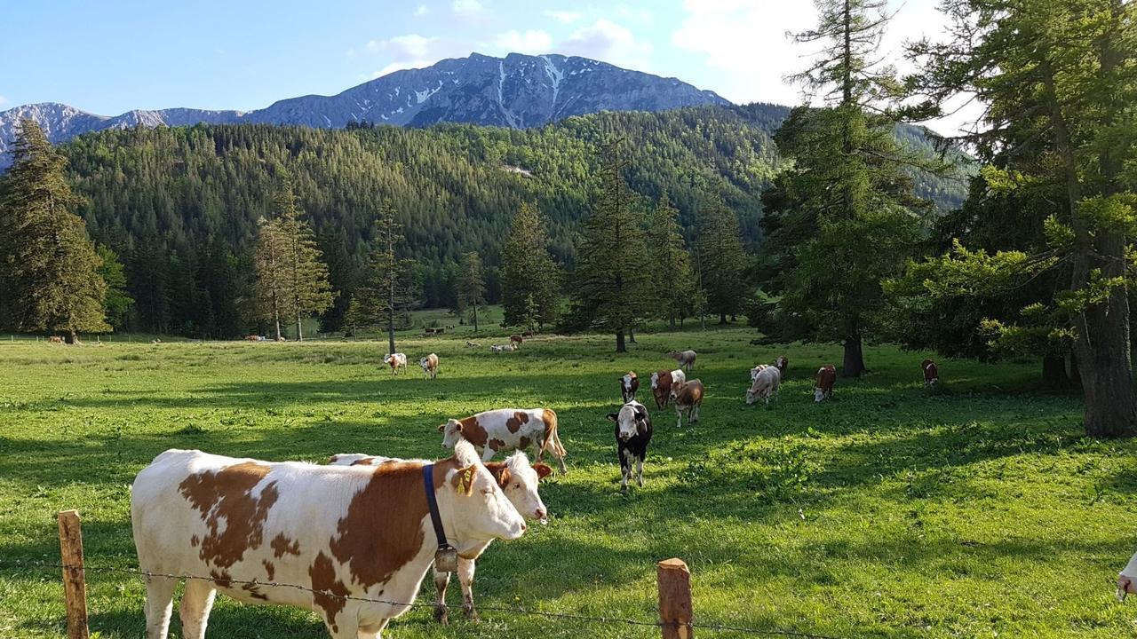 Ferienwohnungen Mamauwiese Gutenstein Exteriör bild